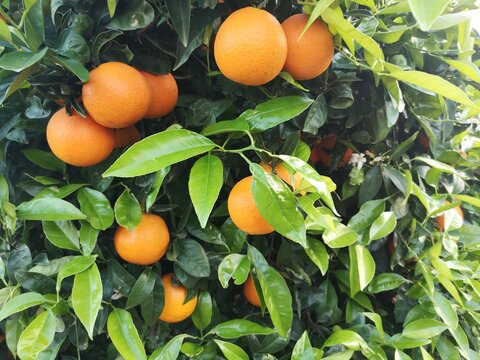Naranjas en el &aacute;rbol de un huerto mediterr&aacute;neo