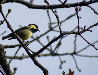 Fototapeta premium Close-up shot of Coal tit (Periparus Ater) perching on Mirebeck's oak branch
