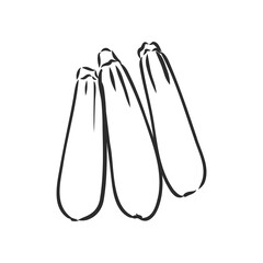 Zucchini. Vector hand drawn vegetables isolated on white background. zucchini, vector sketch illustration