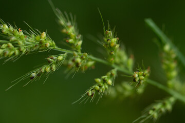 Selective focus Abstract Macro photography with very shallow depth of field of a green twig with leaves with blurred background 