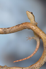 Lepidodactylus lugubris - crying gecko