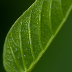 Selective focus shallow depth of field Abstract macro image of a leaf with veins showing in a pattern
