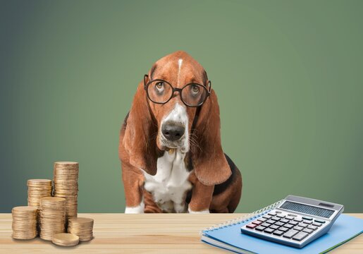Imágenes de Dog Calculator: descubre bancos de fotos, ilustraciones,  vectores y vídeos de 482 | Adobe Stock
