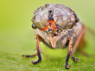 Amazing colorful close-up macro of Horsefly Tabanus Sp. with dew on natural environment