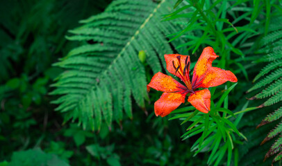 Red Orange Lily Flower in Summer Garden
