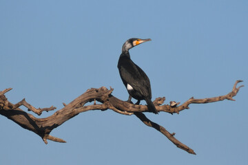 Cormorano (Phalacrocorax carbo) su ramo albero,silhouette su sfondo cielo