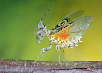 Pseudocreobotra wahlbergii - flower mantis on natural background closeup macro