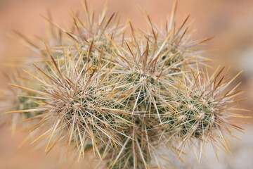 cactus close up