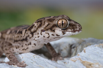 Viper gecko having fun macro