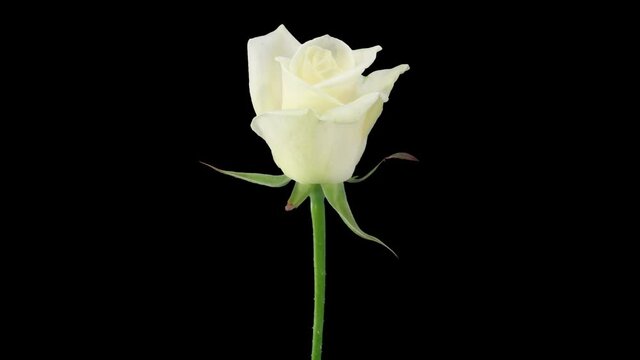 Time-lapse of opening white Bianca rose 3x5 in RGB + ALPHA matte format isolated on black background
