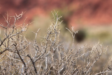 Desert Brush