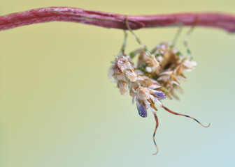 Pseudocreobotra wahlbergii - flower mantis on natural background closeup macro