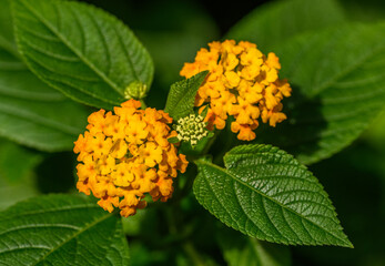 detail of orange lantana flowers and leaves