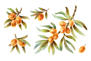 Watercolor vector twigs with sea buckthorn berries - 411902205