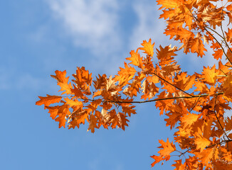 branches of red oak tree in autumn colors against blue sky