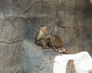 
A zoo in thailand near pattaya, and a large selection of animals.