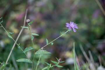 Close up of a cornflower isolated on dark blurred background