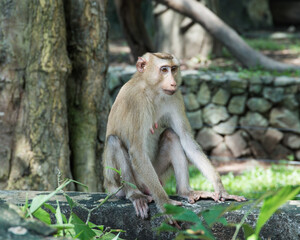 
A zoo in thailand near pattaya, and a large selection of animals.