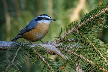 Red-breasted Nuthatch on Spruce tree