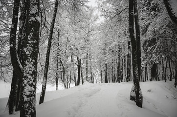 Serene winter scene with snow covered trees in the park during heavy snowfall.Cloudy wintertime...