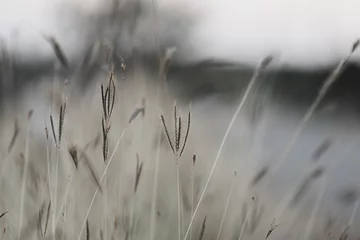 Trockene Herbstgräser mit beigen Ährchen aus nächster Nähe. Der natürliche Hintergrund. Selektiver Fokus. © Sitthipong