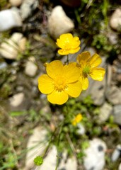 Wild yellow flowers 