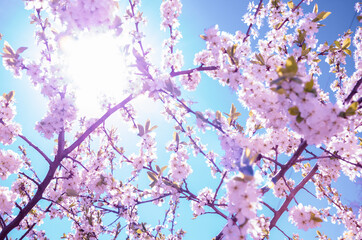 Spring sunny landscape with cherry tree in garden.Branches of blooming cherry pink blossoms on a background of saturated blue sky.Sunny spring scene.