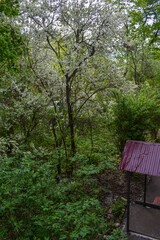 dawn in the spring flowering garden