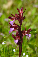Orchidea Anacamptis papilionacea in fioritura nel prato,primo piano