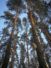 Fototapeta premium Pine tree forest in a winter day covered by white snow