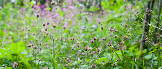 Fototapeta premium Water Avens - Geum Rivale - beautiful wild flowers in the wildlife natural meadow garden.