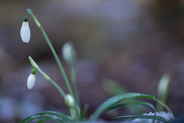 Campanilla de invierno (Galanthus nivalis)