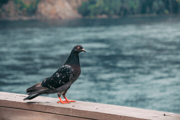 pigeon on the water