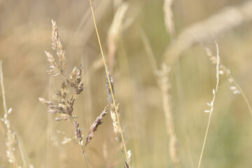 Fototapeta premium beige grasses on a meadow at the end of summer, and on them worms Liophloeus 