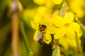 Bees in collecting honey on tiny yellow flowers of winter jasmine-Jasminum nudiflorum 