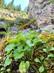 Nature growing in the mountains