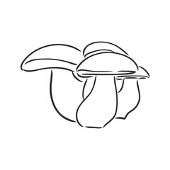 vector hand drawing of wild mushrooms. forest white mushroom vector sketch illustration