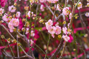 pink plum bloossom in garden