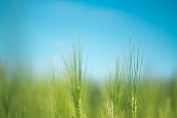 Fototapeta na wymiar Green wheat and blue sky. Beautiful natural grass desktop background