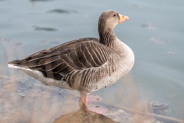 goose on the water