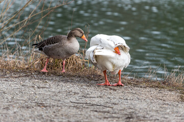 duck on the beach