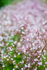 Saxifraga umbrosa, alpine flowers for cold climates, beautiful light pink blooms.