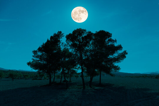 A romantic moonlit night in the rural region of Murcia in southern Spain. The full moon stands in the sky over a group of trees that cast long shadows. In the background are olive plantations.