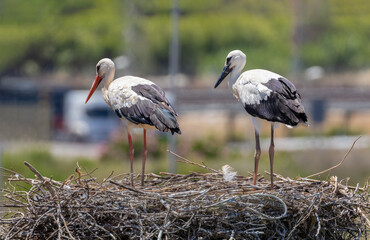 A large nest on a pole in Andalusia. Two young storks are standing there waiting for their parents. It is a sunny day in southern Spain in Andalusia.