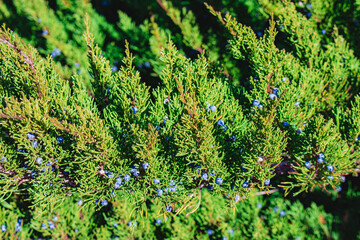 The branches of the eastern juniper (lat.Juniperus polycarpos). Evergreen juniper close-up. Juniper oriental with blue berries.