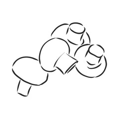 Mushrooms Champignon. Vector hand drawn vegetables isolated on white background. champignon, vector sketch illustration