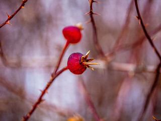 red berries on a branch
