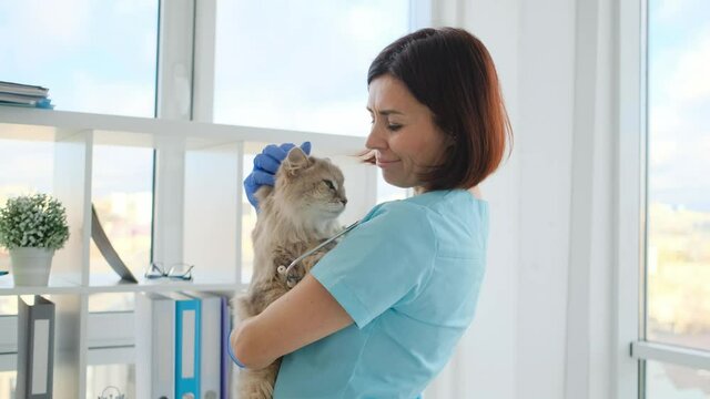 Woman veterinarian petting cat on hands standing in veterinary clinic cabinet