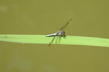 dragonfly on a green leaf