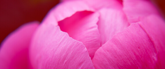 Fototapeta na wymiar Peony flowers - beautiful deep pink colour flower head.